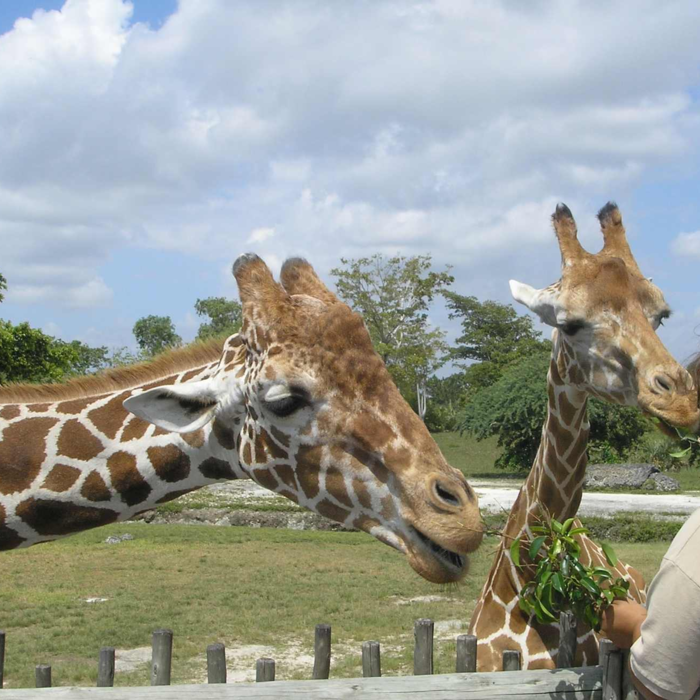 ZOO w Gdańsku